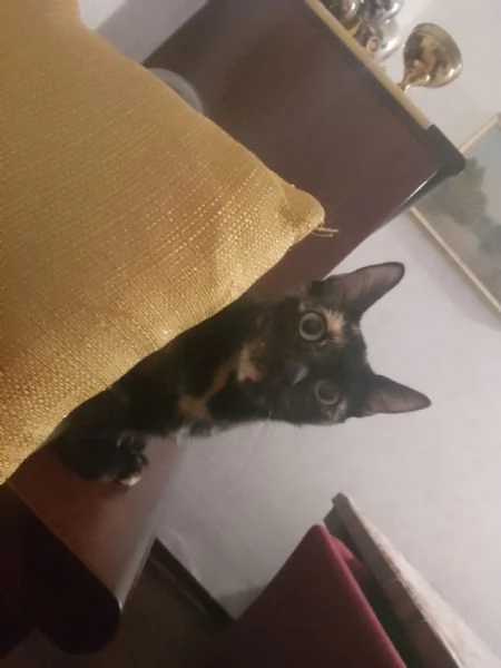 Regalo gattina di tre anni  | Foto 1