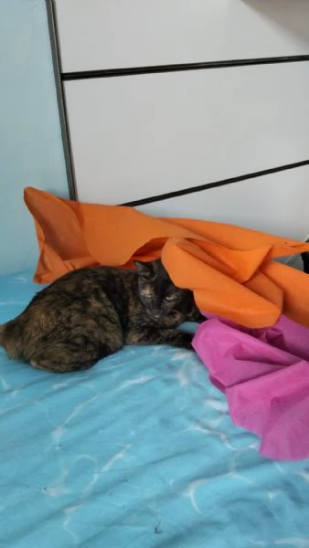 Regalo gattina di tre anni  | Foto 0