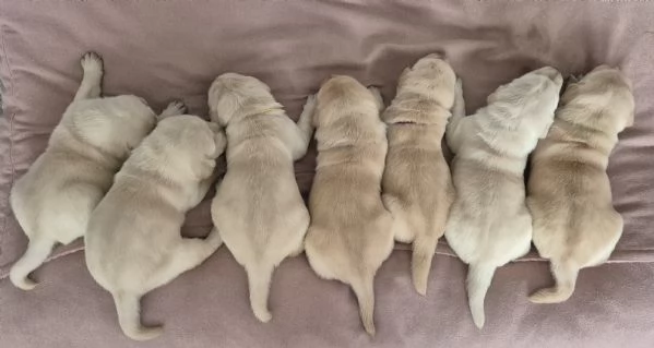Cuccioli di Labrador Retriever