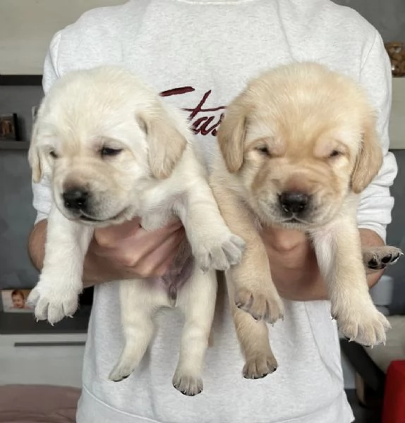 Cuccioli di Labrador Retriever | Foto 5