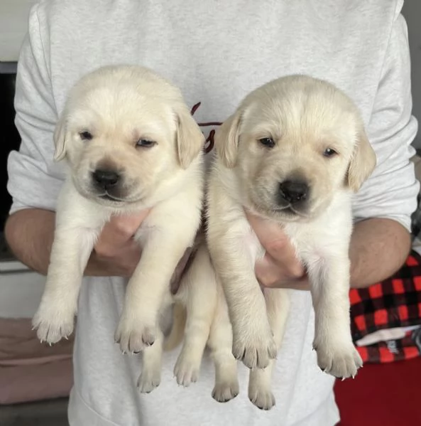 Cuccioli di Labrador Retriever | Foto 4