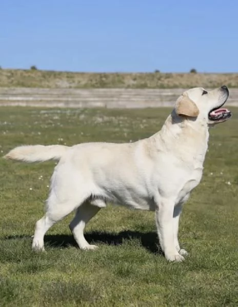 Cuccioli di Labrador Retriever | Foto 3