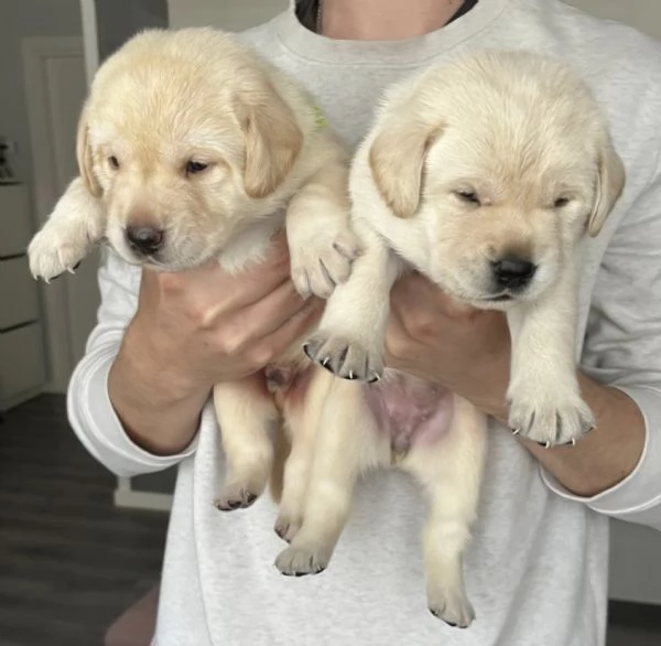 Cuccioli di Labrador Retriever | Foto 2