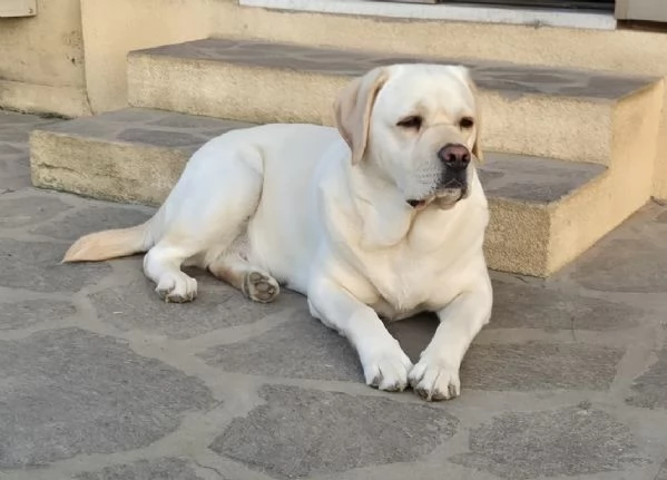 Cuccioli di Labrador Retriever | Foto 1