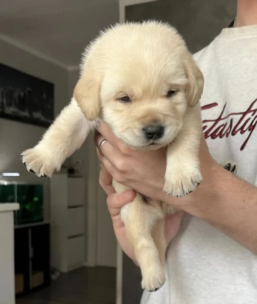 Cuccioli di Labrador Retriever | Foto 0