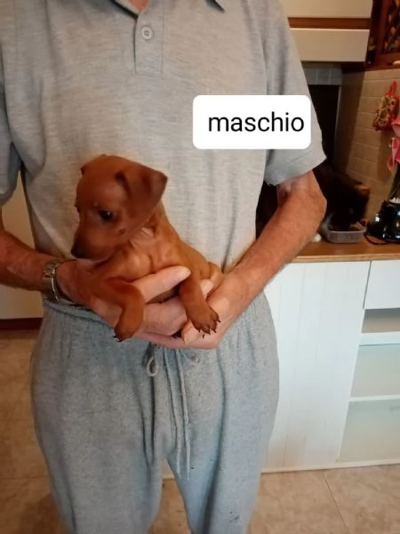 Cuccioli pinscher nano 
