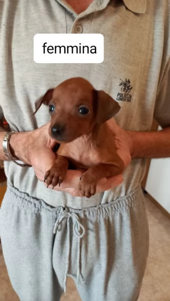 Cuccioli pinscher nano  | Foto 0