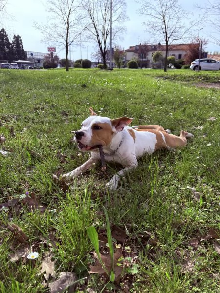 Amstaff