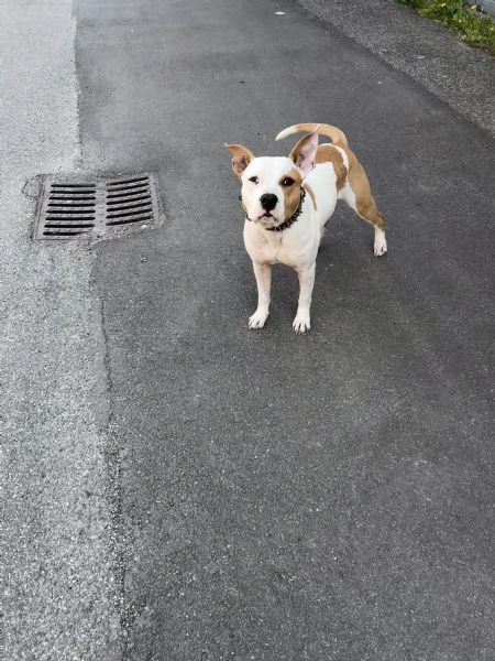 Amstaff | Foto 0