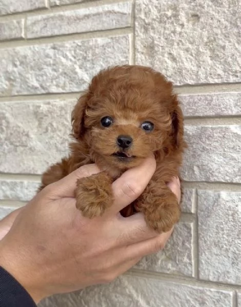Cucciolate di barboncino toy | Foto 0