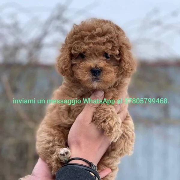 cuccioli di Barbone toy e nani