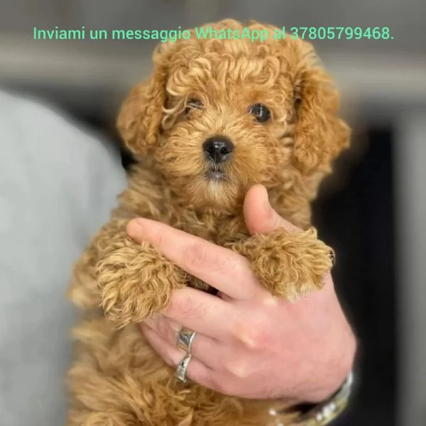 cuccioli di Barbone