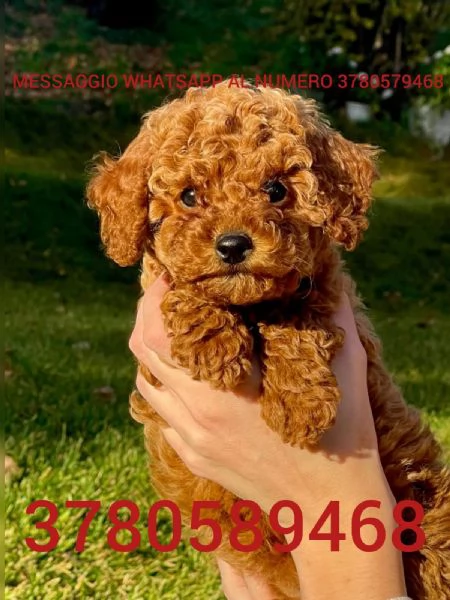 cuccioli di barboncino