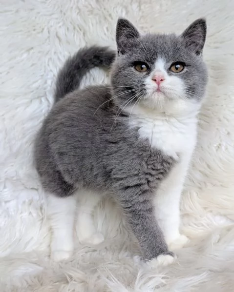 Bellissime cucciolate di british shorthair