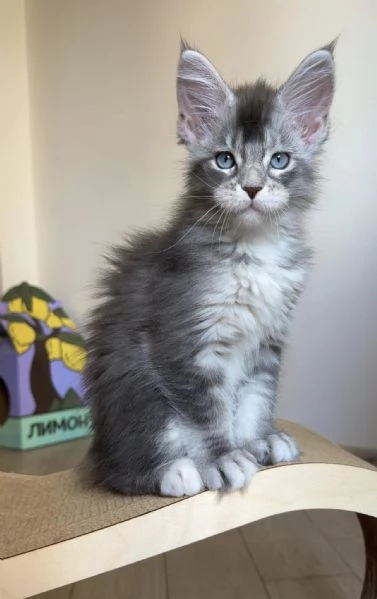 Disponibili Cuccioli di Maine coon