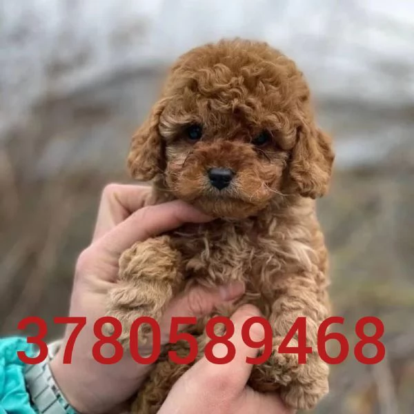 Abbiamo i cuccioli di barboncino | Foto 0