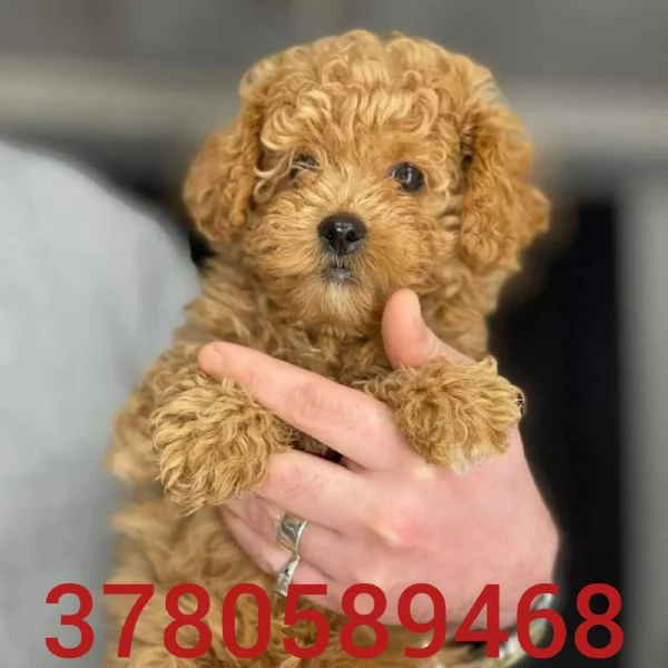 Cuccioli di Barboncino Toy  | Foto 0
