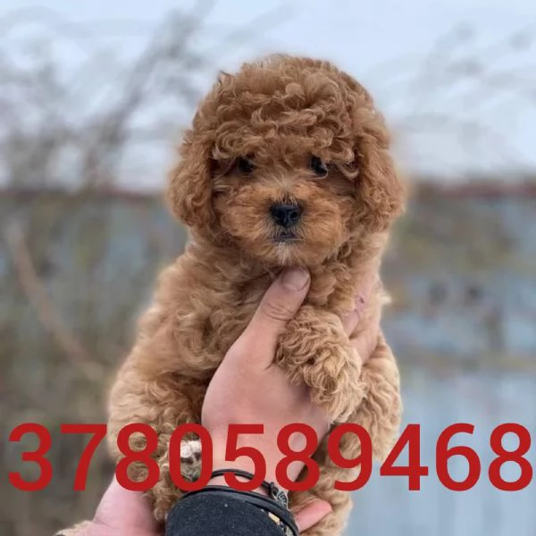 Cuccioli di barboncino 