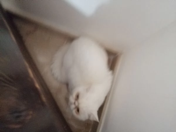 Gattini persiani