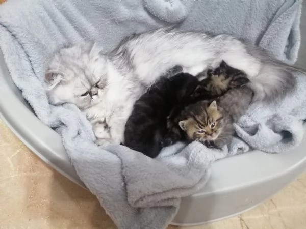 Gattini persiani | Foto 1