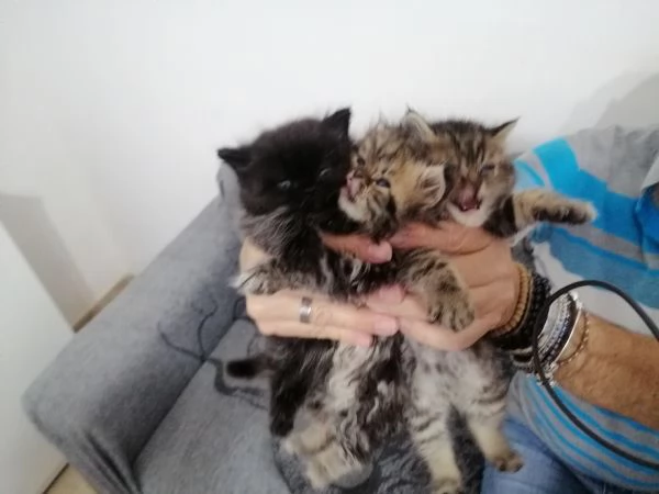 Gattini persiani | Foto 0