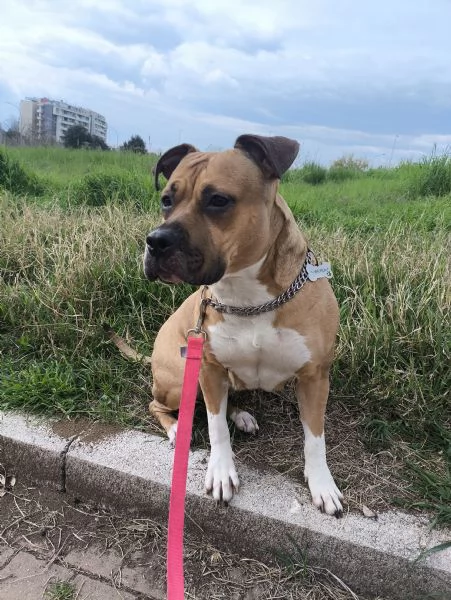 Amstaff 3 anni buonissima 
