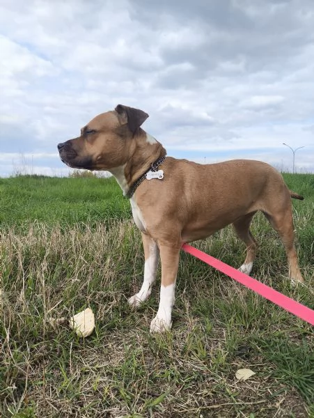 Amstaff 3 anni buonissima  | Foto 0