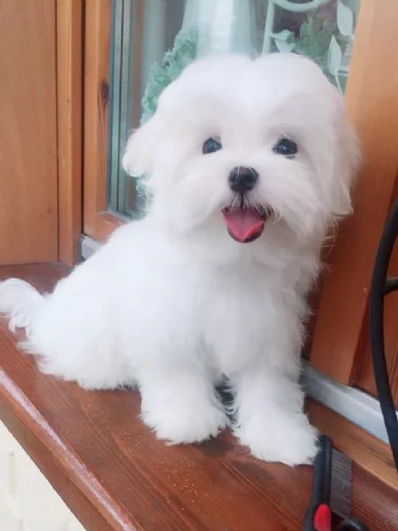 Cuccioli di Maltese MF