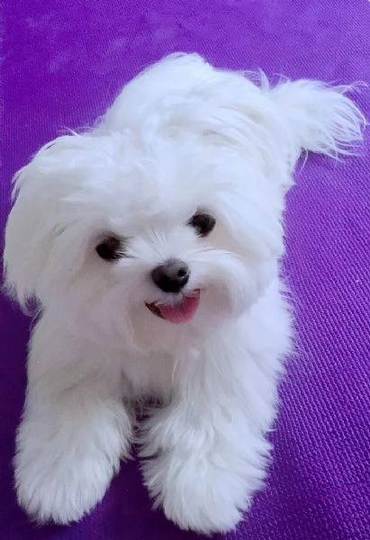 Cuccioli di Maltese MF | Foto 0