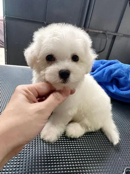 Barboncino Toy maschi e femmine | Foto 0