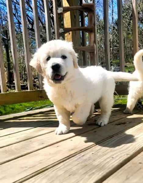 Disponibili cuccioli di Golden retriever