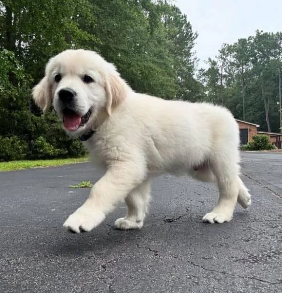 CUCCIOLI DI GOLDEN RETRIEVER
