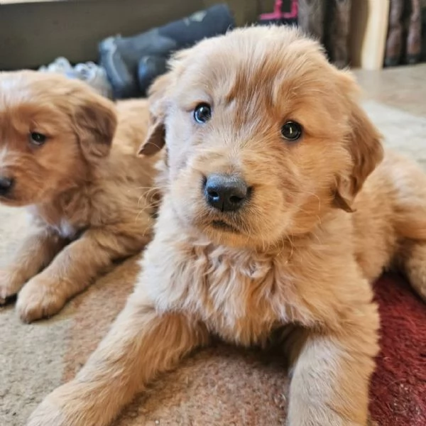 meravigliosi Golden Retriever per adozione