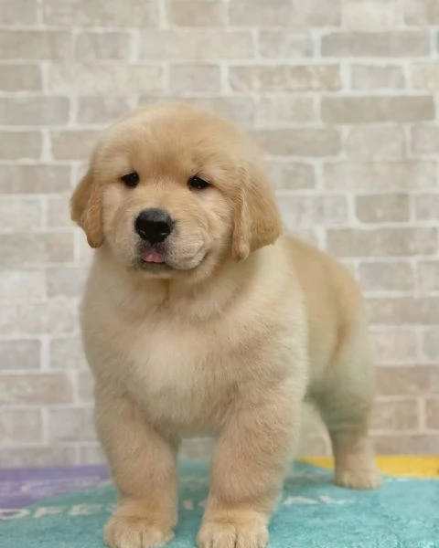 meravigliosi Golden Retriever per adozione | Foto 2
