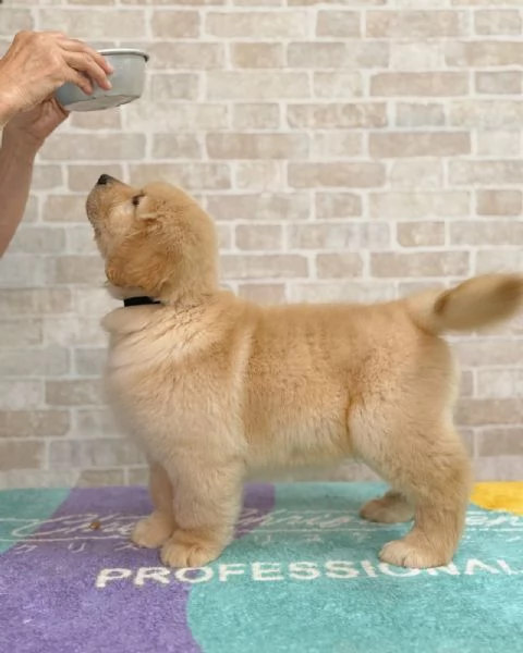 meravigliosi Golden Retriever per adozione | Foto 1