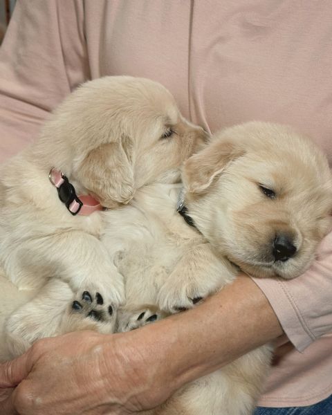 meravigliosi Golden Retriever per adozione | Foto 1