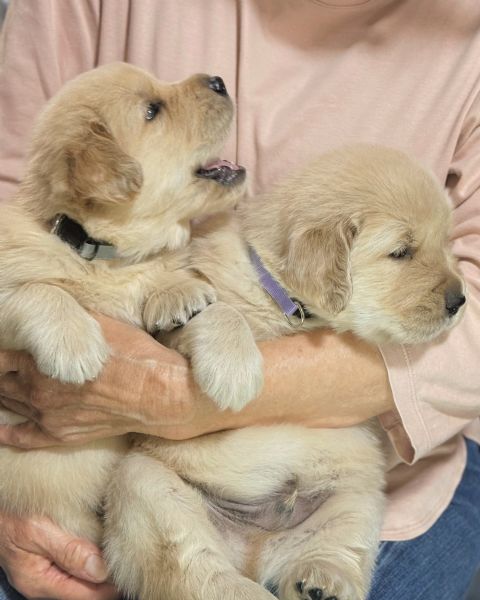meravigliosi Golden Retriever per adozione | Foto 0