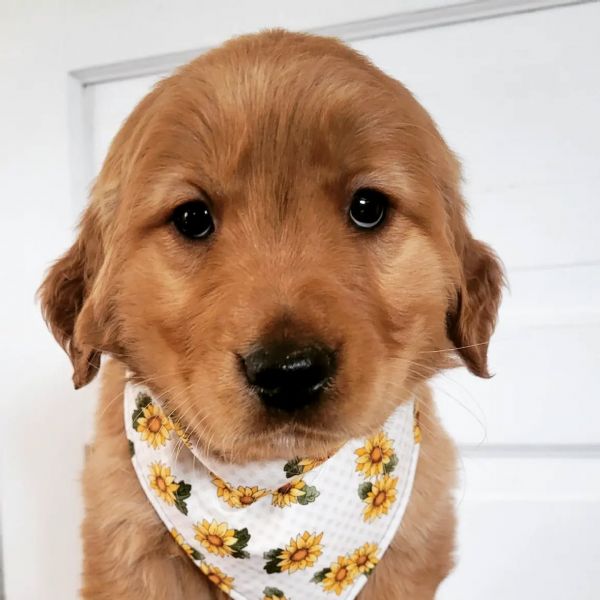 meravigliosi Golden Retriever per adozione | Foto 1