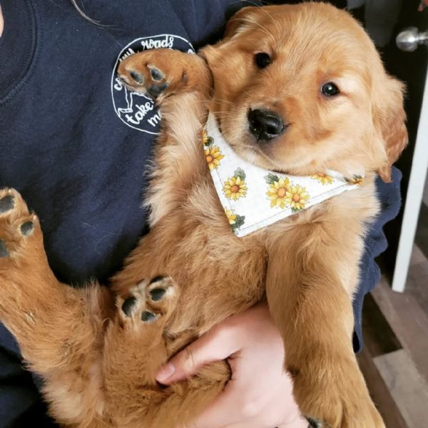 meravigliosi Golden Retriever per adozione | Foto 0