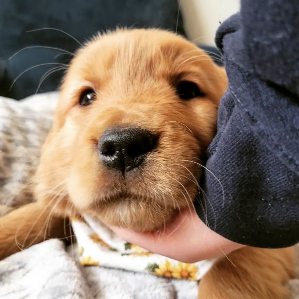 meravigliosi Golden Retriever per adozione