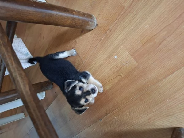 Cane piccola taglia | Foto 0