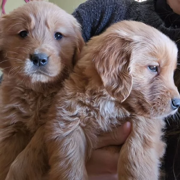 meravigliosi Golden Retriever per adozione