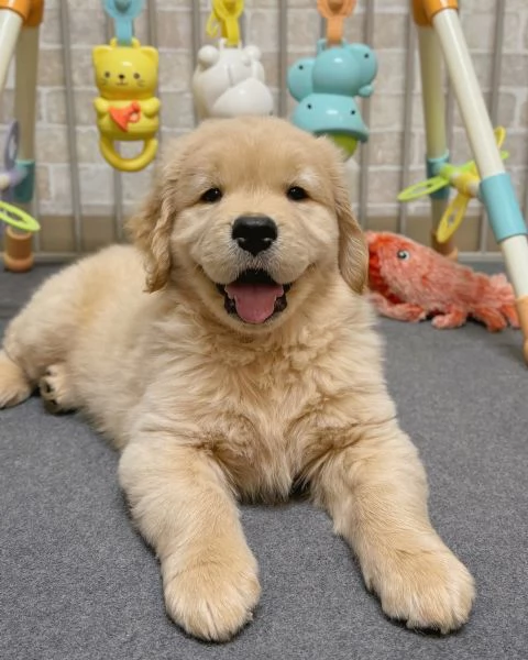 meravigliosi Golden Retriever per adozione | Foto 0
