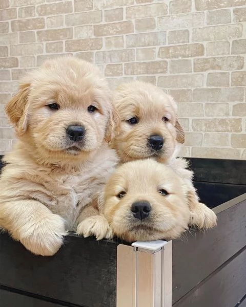 meravigliosi Golden Retriever per adozione | Foto 0