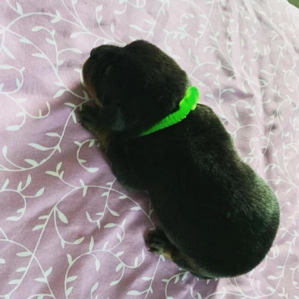 meravigliosi rottweiler per adozione | Foto 1