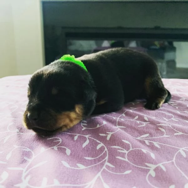 meravigliosi rottweiler per adozione