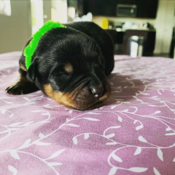 meravigliosi rottweiler per adozione | Foto 0