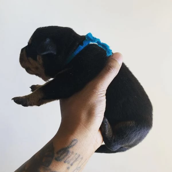 meravigliosi rottweiler per adozione | Foto 1