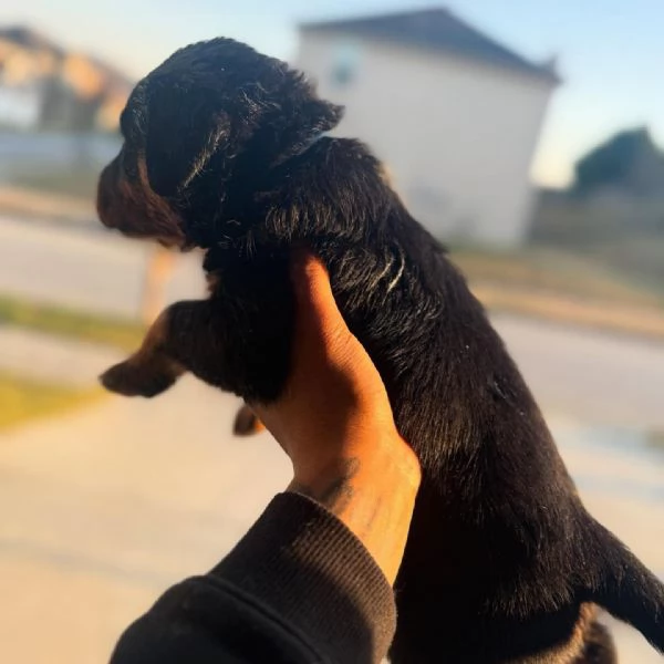 meravigliosi rottweiler per adozione | Foto 3