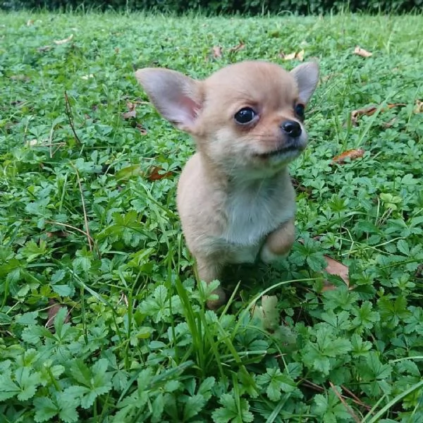meravigliosi Chihuahua per adozione | Foto 2